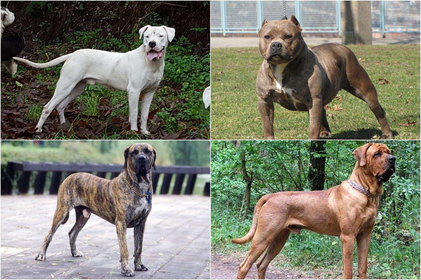 Yasak olan bazı köpekler "şartlı" evlerde beslenebilecek